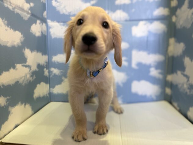 山形県のゴールデンレトリバー (アミーゴ山形北店/2025年9月12日生まれ/男の子/ゴールデン)の子犬の1枚目の画像