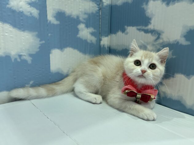 山形県のスコティッシュフォールド (アミーゴ山形北店/2025年8月23日生まれ/女の子/レッドタビーホワイト)の子猫