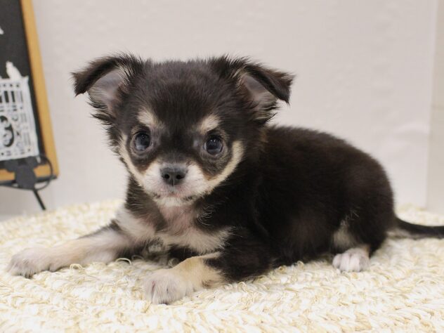 大阪府のチワワ(ロング) (ペット・プラザ アミーゴ箕面店/2025年9月20日生まれ/男の子/ブラックタン)の子犬の2枚目の画像