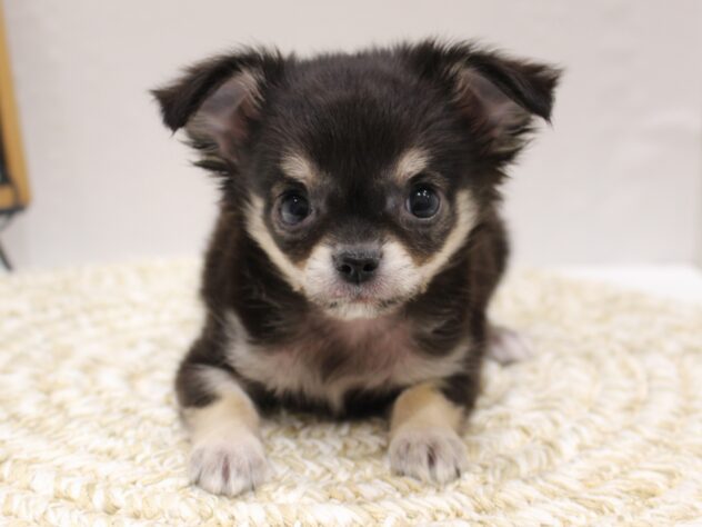 大阪府のチワワ(ロング) (ペット・プラザ アミーゴ箕面店/2025年9月20日生まれ/男の子/ブラックタン)の子犬の3枚目の画像