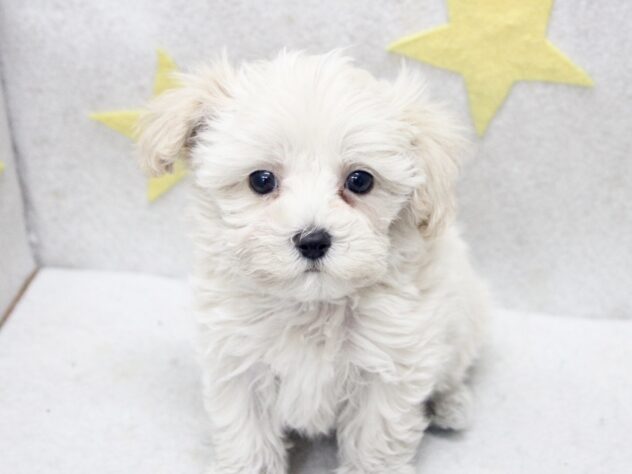 愛媛県のハーフ犬・ミックス犬 (アミーゴ新居浜店/2025年9月6日生まれ/男の子/クリーム)の子犬の2枚目の画像