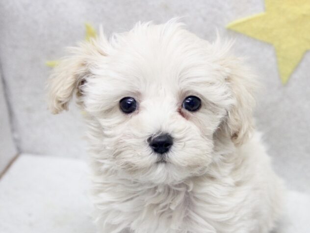 愛媛県のハーフ犬・ミックス犬 (アミーゴ新居浜店/2025年9月6日生まれ/男の子/クリーム)の子犬の1枚目の画像