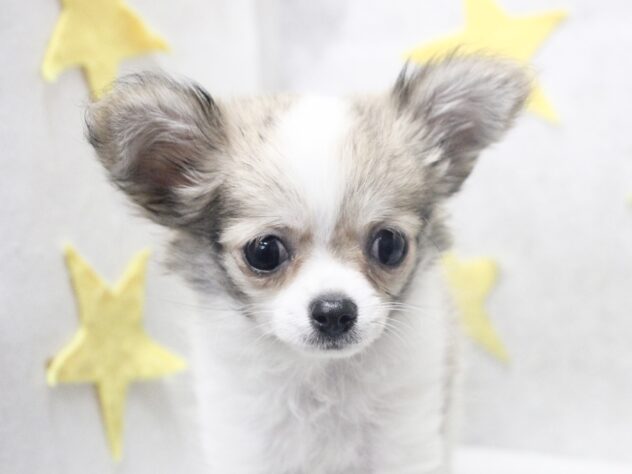 愛媛県のチワワ(ロング) (アミーゴ新居浜店/2025年8月26日生まれ/男の子/レッドホワイト)の子犬の2枚目の画像