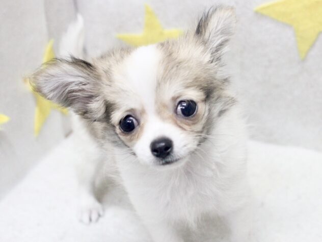 愛媛県のチワワ(ロング) (アミーゴ新居浜店/2025年8月26日生まれ/男の子/レッドホワイト)の子犬の3枚目の画像