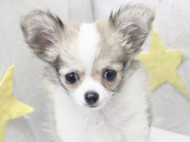 愛媛県のチワワ(ロング) (アミーゴ新居浜店/2025年8月26日生まれ/男の子/レッドホワイト)の子犬の1枚目の画像