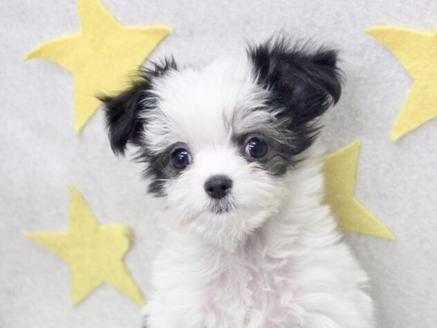 愛媛県のハーフ犬・ミックス犬 (アミーゴ新居浜店/2025年9月10日生まれ/男の子/ブラックホワイト)の子犬の3枚目の画像