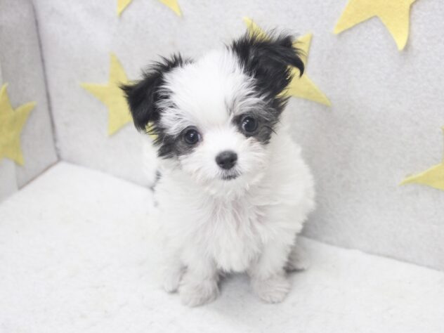 愛媛県のハーフ犬・ミックス犬 (アミーゴ新居浜店/2025年9月10日生まれ/男の子/ブラックホワイト)の子犬の2枚目の画像