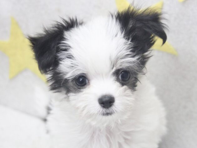 愛媛県のハーフ犬・ミックス犬 (アミーゴ新居浜店/2025年9月10日生まれ/男の子/ブラックホワイト)の子犬の1枚目の画像