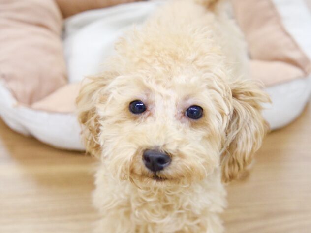 愛媛県のトイプードル(トイ) (アミーゴ新居浜店/2025年6月5日生まれ/女の子/アプリコット)の子犬の1枚目の画像