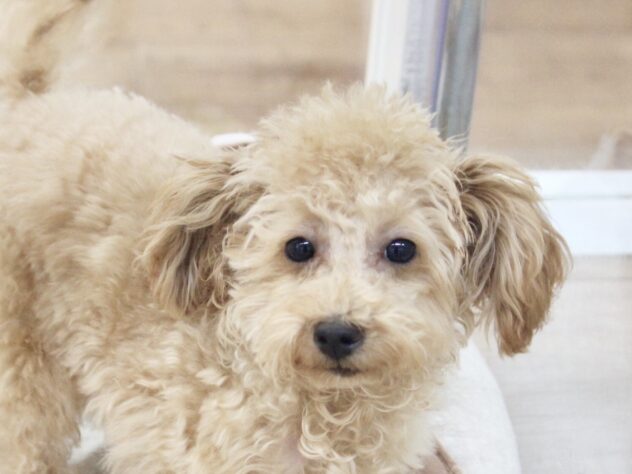 愛媛県のトイプードル(トイ) (アミーゴ新居浜店/2025年6月5日生まれ/女の子/アプリコット)の子犬の2枚目の画像