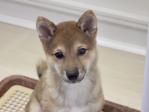 愛媛県の豆柴 (アミーゴ新居浜店/2025年6月22日生まれ/男の子/赤)の子犬の3枚目の画像