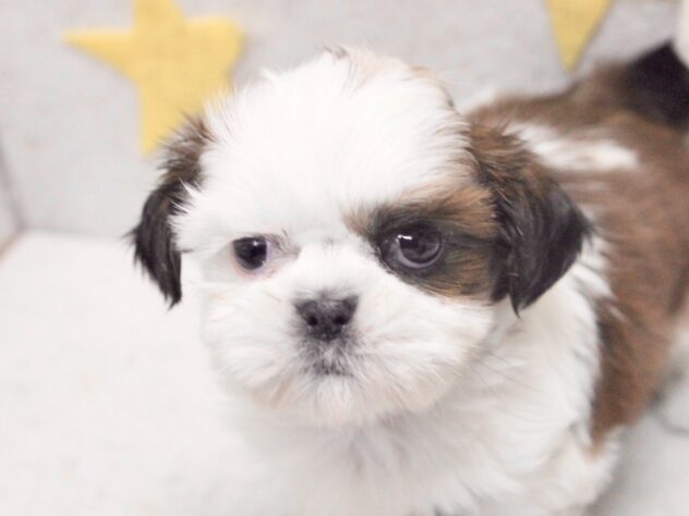 愛媛県のシーズー (アミーゴ新居浜店/2025年9月14日生まれ/女の子/ホワイトゴールド)の子犬の1枚目の画像