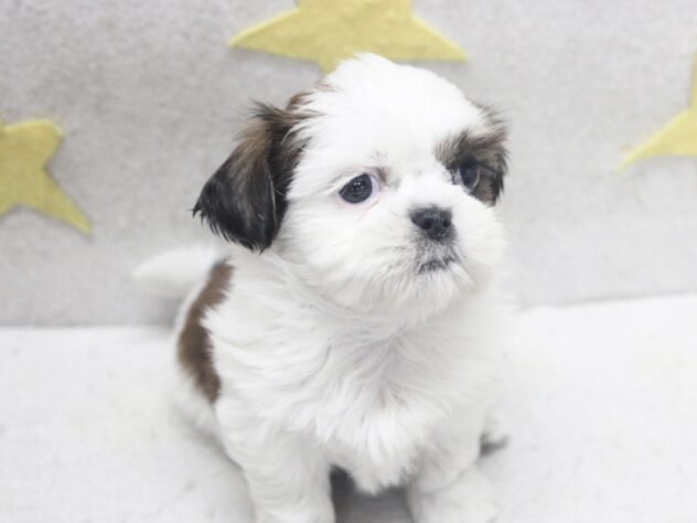 愛媛県のシーズー (アミーゴ新居浜店/2025年9月14日生まれ/女の子/ホワイトゴールド)の子犬の2枚目の画像