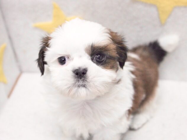 愛媛県のシーズー (アミーゴ新居浜店/2025年9月14日生まれ/女の子/ホワイトゴールド)の子犬の3枚目の画像