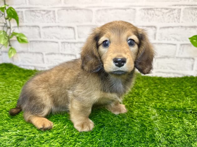 岡山県のミニチュアダックスフンド(ロング) (アミーゴ妹尾店/2025年9月4日生まれ/男の子/シェーデットレッド)の子犬