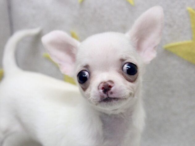 愛媛県のチワワ(ロング) (アミーゴ新居浜店/2025年9月16日生まれ/女の子/クリームホワイト)の子犬の1枚目の画像