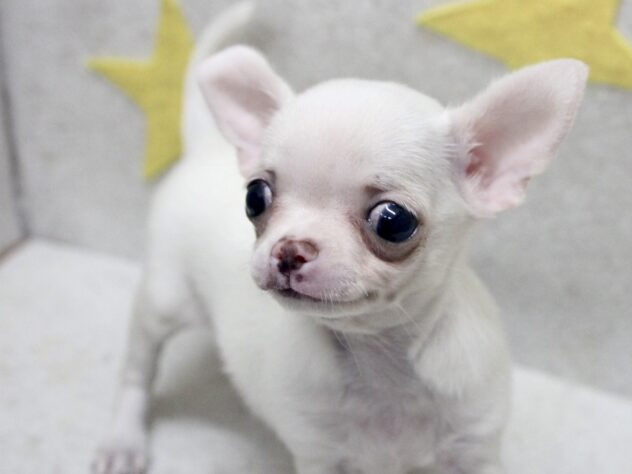 愛媛県のチワワ(ロング) (アミーゴ新居浜店/2025年9月16日生まれ/女の子/クリームホワイト)の子犬の2枚目の画像