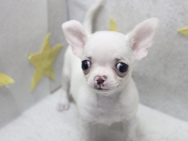 愛媛県のチワワ(ロング) (アミーゴ新居浜店/2025年9月16日生まれ/女の子/クリームホワイト)の子犬の3枚目の画像