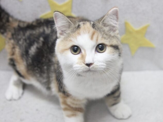 愛媛県のミヌエット (アミーゴ新居浜店/2025年7月10日生まれ/女の子/ブラウンパッチドタビーホワイト)の子猫の2枚目の画像