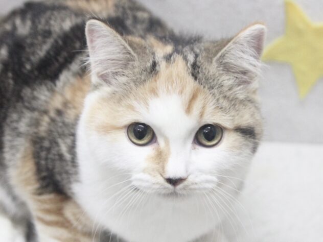 愛媛県のミヌエット (アミーゴ新居浜店/2025年7月10日生まれ/女の子/ブラウンパッチドタビーホワイト)の子猫の1枚目の画像