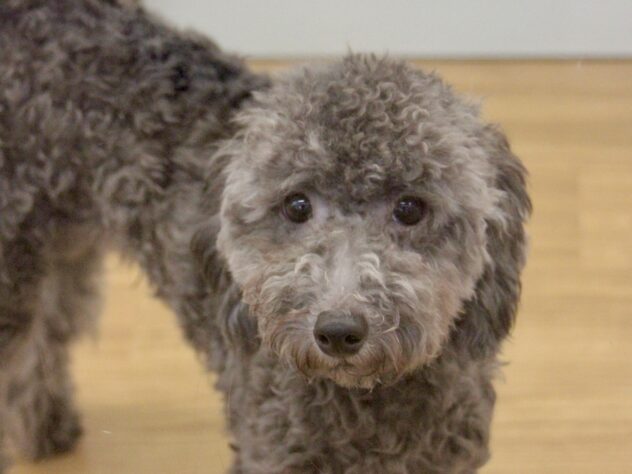 愛媛県のトイプードル(トイ) (アミーゴ新居浜店/2025年4月12日生まれ/男の子/シルバー)の子犬の2枚目の画像