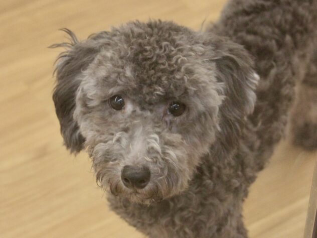 愛媛県のトイプードル(トイ) (アミーゴ新居浜店/2025年4月12日生まれ/男の子/シルバー)の子犬の1枚目の画像