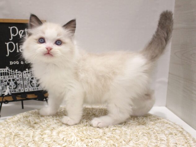 大阪府のラグドール (ペット・プラザ アミーゴ箕面店/2025年9月29日生まれ/男の子/シールポイントバイカラー)の子猫の2枚目の画像