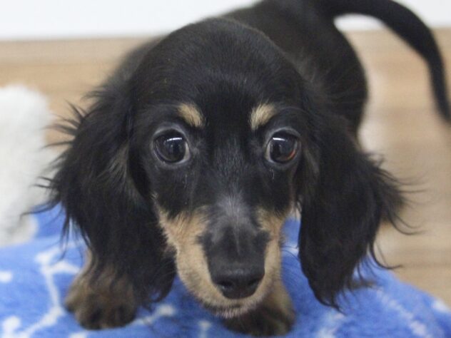 愛媛県のミニチュアダックスフンド(ロング) (アミーゴ新居浜店/2025年7月13日生まれ/女の子/ブラックタン)の子犬の1枚目の画像