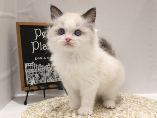 大阪府のラグドール (ペット・プラザ アミーゴ箕面店/2025年9月29日生まれ/男の子/シールポイントバイカラー)の子猫の1枚目の画像