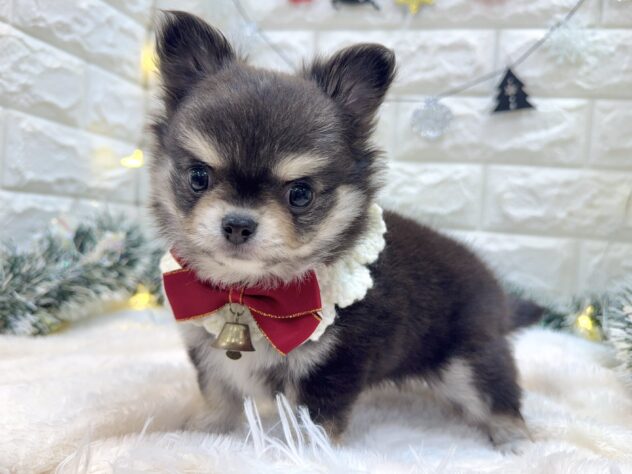 兵庫県のチワワ(ロング) (ワンキャラット アミーゴ姫路飾磨店/2025年10月1日生まれ/女の子/ブラックタンホワイト)の子犬の3枚目の画像