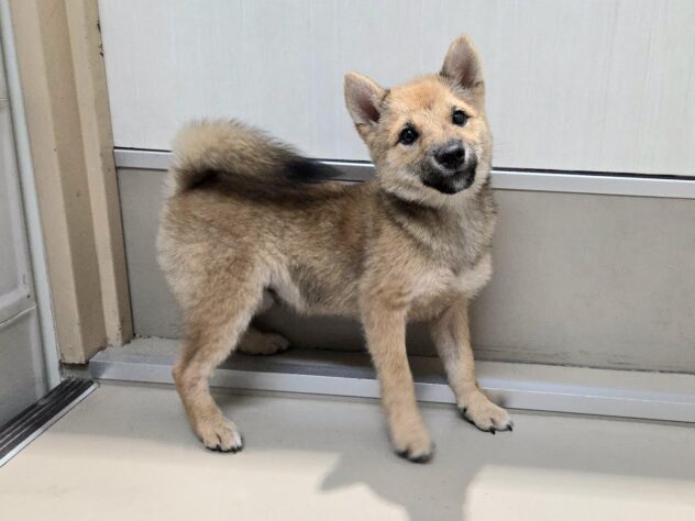 徳島県の豆柴 (アミーゴ徳島沖浜店/2025年7月10日生まれ/男の子/赤)の子犬の2枚目の画像