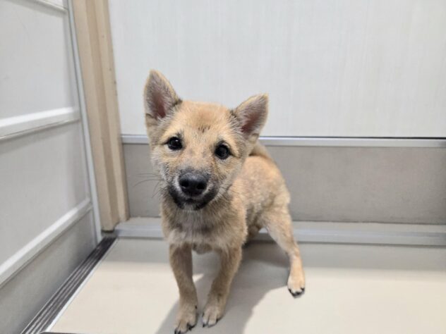 徳島県の豆柴 (アミーゴ徳島沖浜店/2025年7月10日生まれ/男の子/赤)の子犬の1枚目の画像