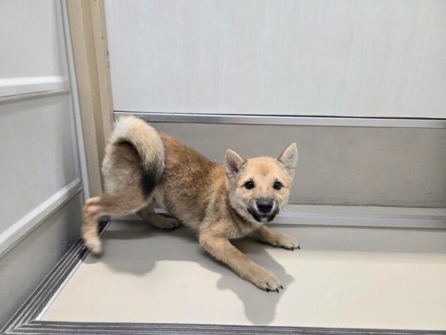 徳島県の豆柴 (アミーゴ徳島沖浜店/2025年7月10日生まれ/男の子/赤)の子犬の3枚目の画像