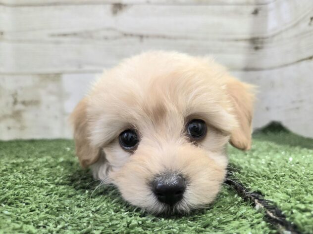 徳島県のハーフ犬・ミックス犬 (アミーゴ徳島沖浜店/2025年9月6日生まれ/女の子/アプリコット)の子犬の3枚目の画像