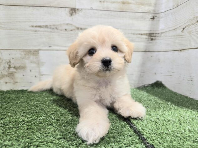 徳島県のハーフ犬・ミックス犬 (アミーゴ徳島沖浜店/2025年9月6日生まれ/女の子/アプリコット)の子犬の4枚目の画像