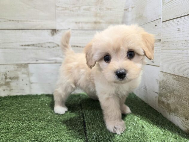 徳島県のハーフ犬・ミックス犬 (アミーゴ徳島沖浜店/2025年9月6日生まれ/女の子/アプリコット)の子犬の2枚目の画像