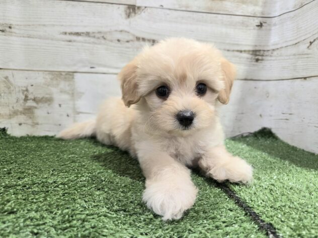 徳島県のハーフ犬・ミックス犬 (アミーゴ徳島沖浜店/2025年9月6日生まれ/女の子/アプリコット)の子犬の1枚目の画像