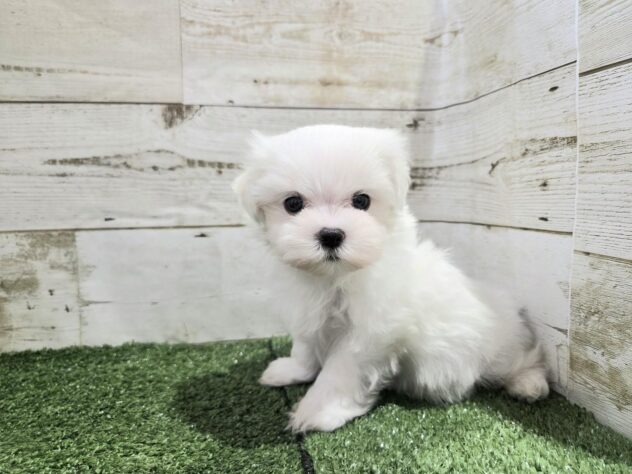 徳島県のマルチーズ (アミーゴ徳島沖浜店/2025年9月8日生まれ/男の子/ホワイト)の子犬の4枚目の画像