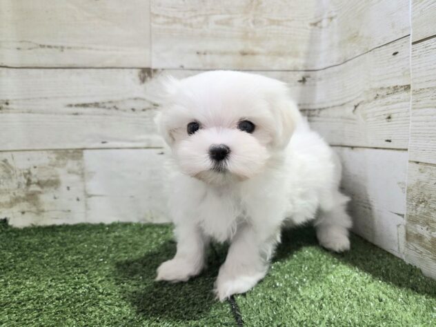 徳島県のマルチーズ (アミーゴ徳島沖浜店/2025年9月8日生まれ/男の子/ホワイト)の子犬の3枚目の画像