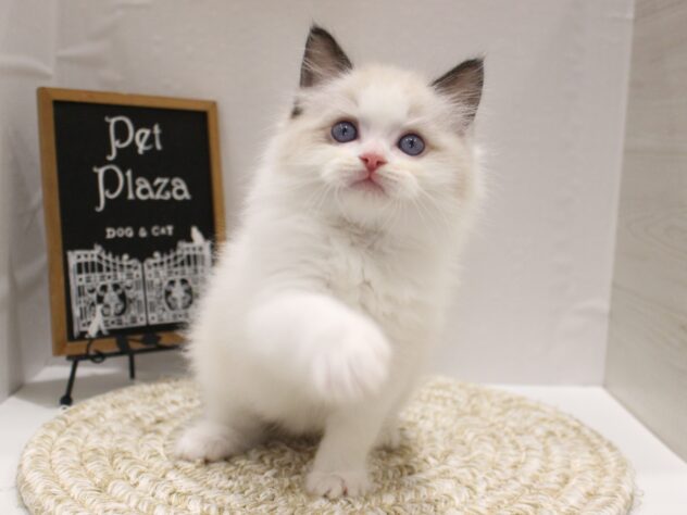 大阪府のラグドール (ペット・プラザ アミーゴ箕面店/2025年9月29日生まれ/男の子/シールポイントバイカラー)の子猫の3枚目の画像