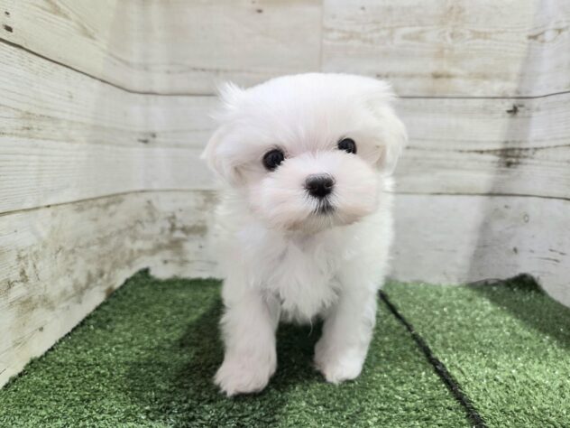 徳島県のマルチーズ (アミーゴ徳島沖浜店/2025年9月8日生まれ/男の子/ホワイト)の子犬の1枚目の画像