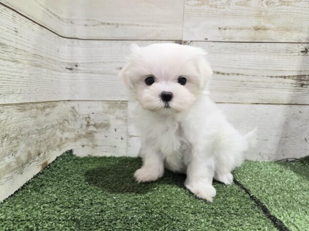 徳島県のマルチーズ (アミーゴ徳島沖浜店/2025年9月8日生まれ/男の子/ホワイト)の子犬の2枚目の画像