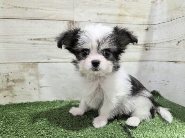 徳島県のハーフ犬・ミックス犬 (アミーゴ徳島沖浜店/2025年9月10日生まれ/女の子/ブラックホワイト)の子犬の1枚目の画像