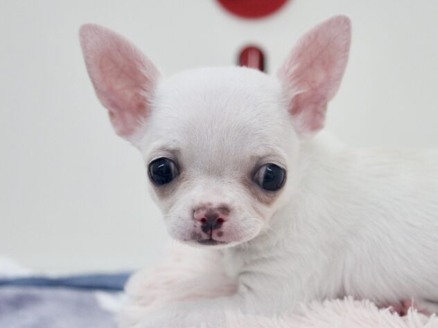 愛媛県のチワワ(ロング) (アミーゴ新居浜店/2025年9月16日生まれ/女の子/クリームホワイト)の子犬の1枚目の画像