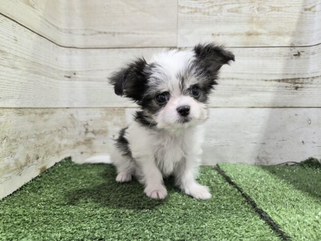 徳島県のハーフ犬・ミックス犬 (アミーゴ徳島沖浜店/2025年9月10日生まれ/女の子/ブラックホワイト)の子犬の2枚目の画像