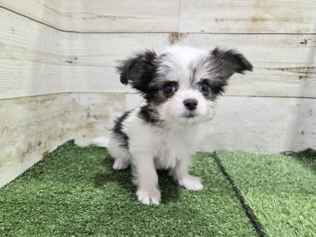 徳島県のハーフ犬・ミックス犬 (アミーゴ徳島沖浜店/2025年9月10日生まれ/女の子/ブラックホワイト)の子犬の3枚目の画像