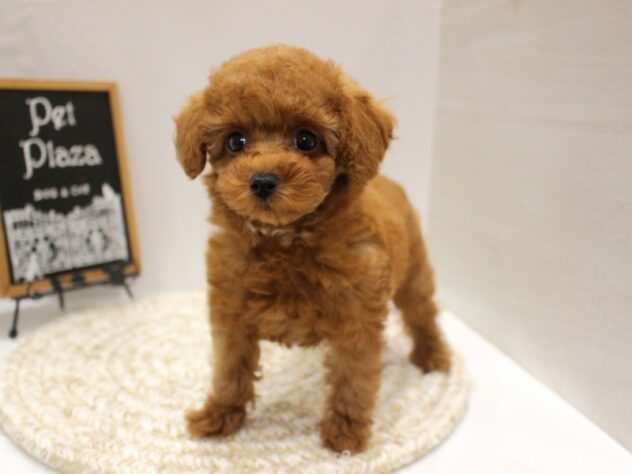 大阪府のトイプードル(トイ) (ペット・プラザ アミーゴ箕面店/2025年9月29日生まれ/女の子/レッドフォーン)の子犬の1枚目の画像