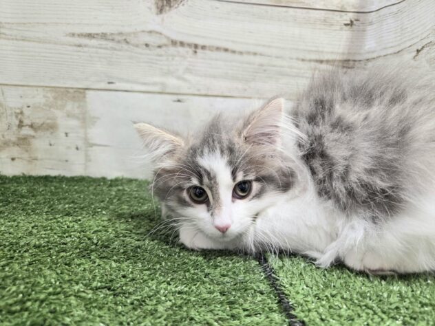 2025年8月20日生まれのノルウェージャンフォレストキャット