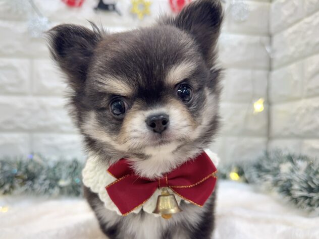 兵庫県のチワワ(ロング) (ワンキャラット アミーゴ姫路飾磨店/2025年10月1日生まれ/女の子/ブラックタンホワイト)の子犬の1枚目の画像