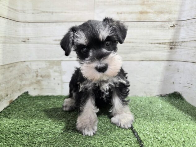 徳島県のミニチュアシュナウザー (アミーゴ徳島沖浜店/2025年9月2日生まれ/女の子/ブラックシルバー)の子犬の1枚目の画像
